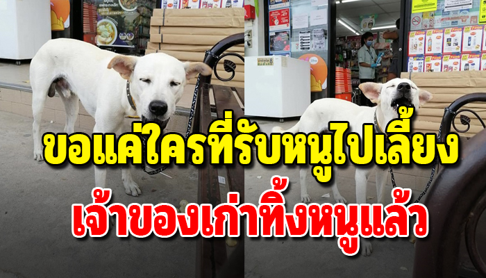 เจ้าตูบถูกทิ้งตรอมใจคิดถึงเจ้าของจนตัวผอมแม้เจ้าของจะไม่มีวันกลับมารับ