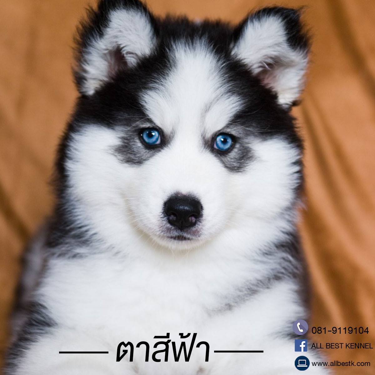 Allbest kennel ฟาร์มไซบีเรียนฮัสกี้เกรดไฮเอน ที่ใหญ่ที่สุดในไทย