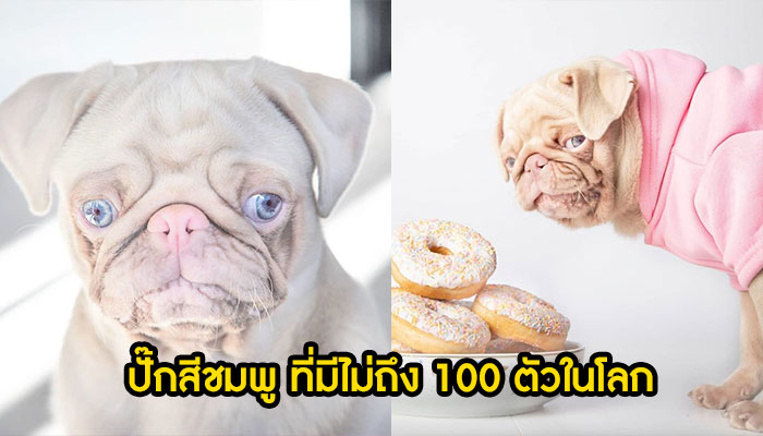 ปั๊กสีชมพู ที่มีไม่ถึง 100 ตัวในโลก คุณจะตกหลุมรักมันทันทีที่เห็น