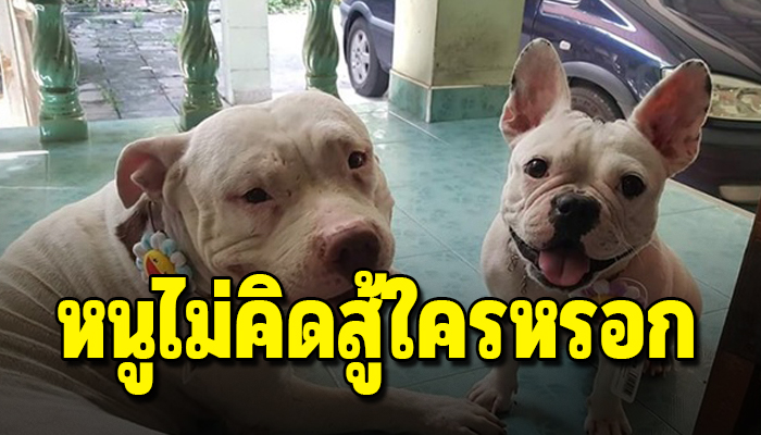 พิทบูลเข้ากับหมาที่บ้านไม่ได้ ถูกปอมไล่งับจนมีรอยทั้งตัวแถมเจ้าของไม่ต้องการ