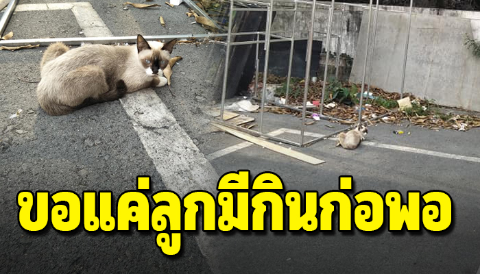 หัวอกแม่แอบอาศัยอยู่หลังกำแพงออกมาขอเศษอาหาร คาบอาหารเอาไปให้ลูก