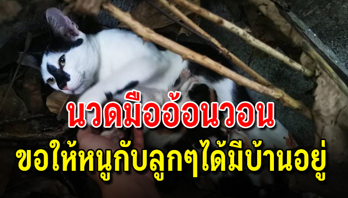 แม่เหมียวนวดมืออ้อนวอนขอให้หนูกับลูกๆได้มีบ้านอยู่ได้มีที่ให้ซุกหัวนอน