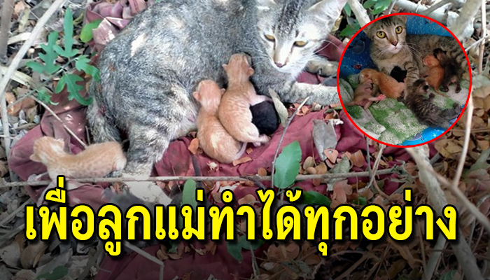 แมวจรตามเนื้อตัวก็มีแต่มดแต่ก็อดทนเพื่อให้ลูกได้อิ่มท้องแม้ตัวจะถูกมดกัดก็ตาม