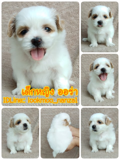 ชิสุทอยแท้!!!! สีขาวครีม