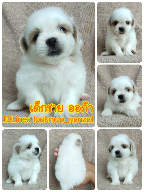 ชิสุทอยแท้!!!! สีขาวครีม