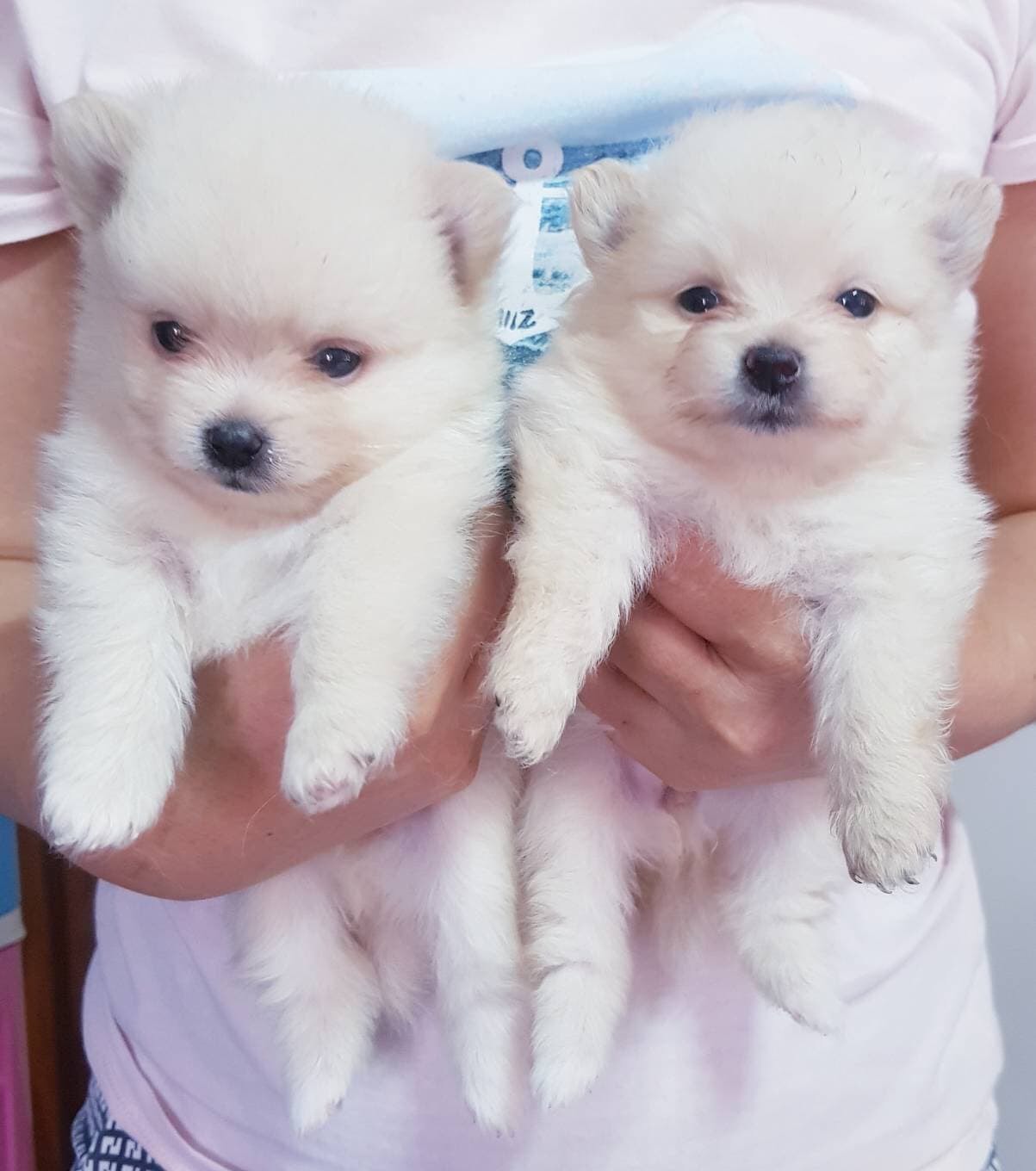 #ขายลูกสุนัขปอมเมอร์เรเนียน