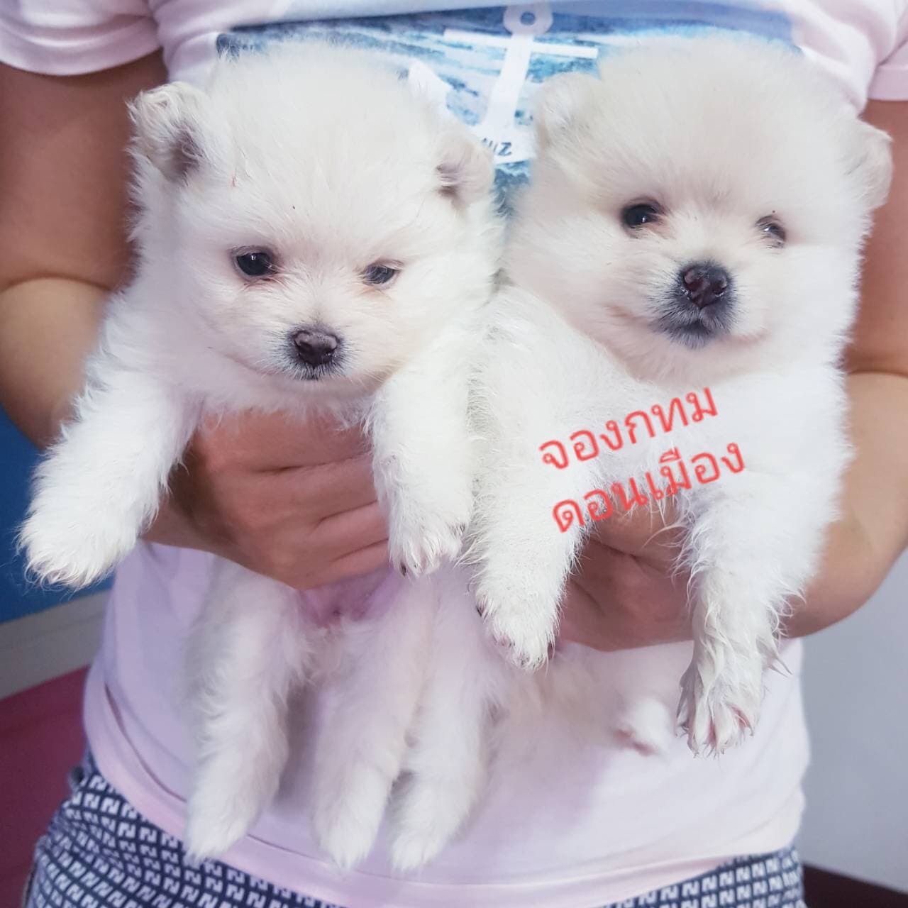 #ขายลูกสุนัขปอมเมอร์เรเนียน