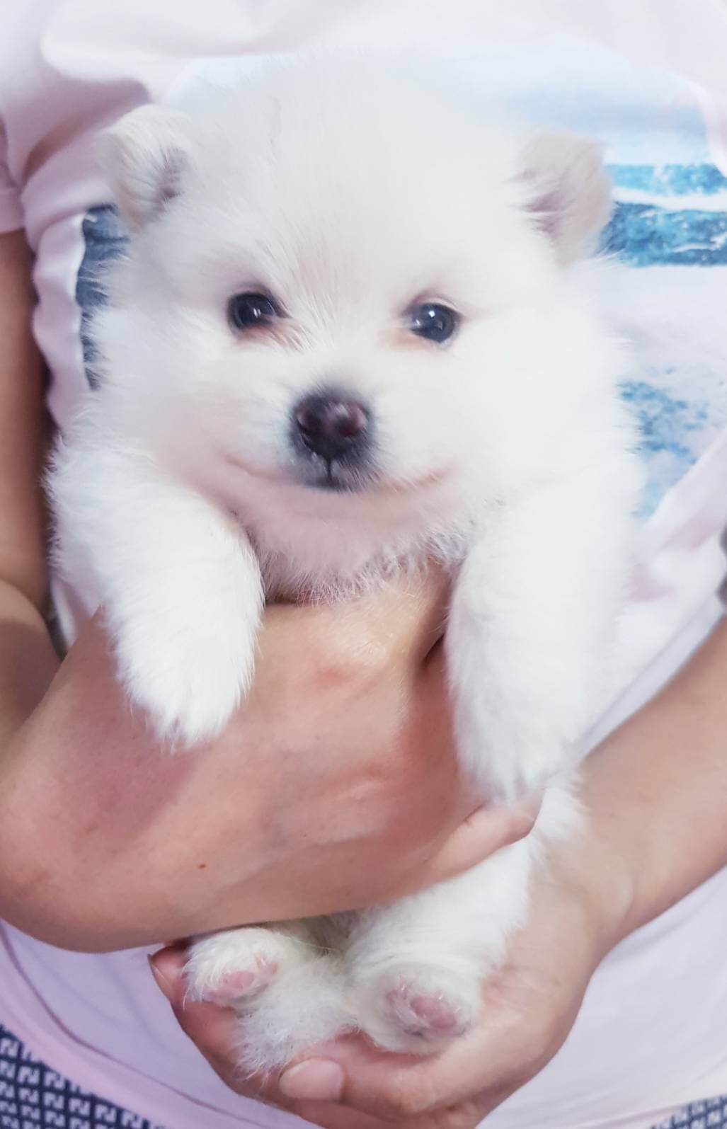 #ขายลูกสุนัขปอมเมอร์เรเนียน