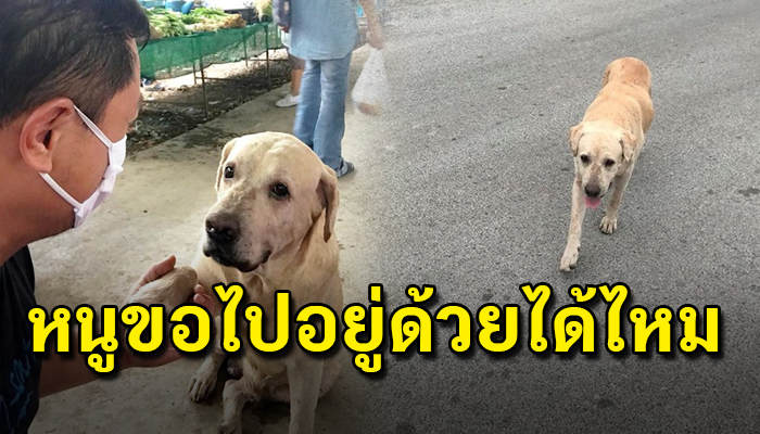 หมาจรที่ตลาดส่งสายตาอ้อนวอนหวังอยากมีบ้านอยู่ บั้นปลายชีวิตที่ยังเหลืออยู่