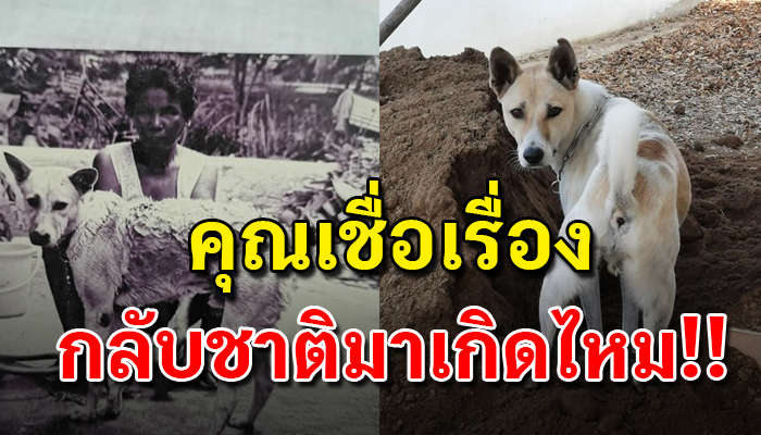 หมาของพ่อตั้งแต่สมัยยุค90 หน้าคล้ายกับหมาตัวปัจจุบันเหมือนน้องขอกลับชาติมาเกิด