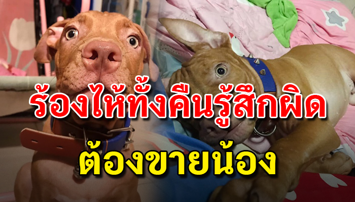 สาวรับพิทบูลมาเลี้ยงเพียง1สัปดาห์ แต่ก็ต้องให้คนอื่นไปเพราะถูกกดดันจากสังคม