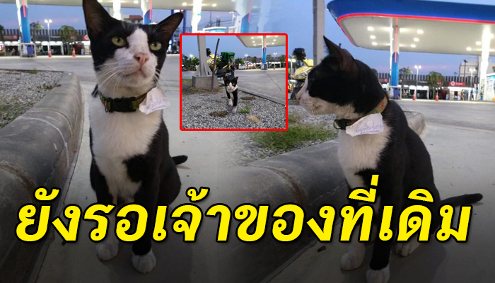รอเจ้าของมารับ หลังพลัดตกรถ ร้องเสียงแหบแห้งเข้าหาคน หวังว่าเจ้าของจะมารับ