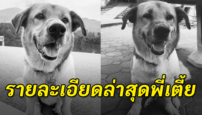 พบพี่เตี้ยในป่าข้างทางหลังตรวจสอบจากไมโครชิพพบว่าเป็นร่างของพี่เตี้ยจริง