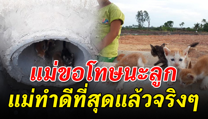 แม่เหมียวกระเสือกกระสนหาที่ปลอดภัยให้ลูกทำหน้าที่สุดท้ายก่อนที่แม่จะจากไป