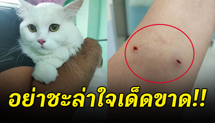 สาวเล่าประสบการณ์โดนแมวแปลกหน้างับ อย่าได้คิดชะล่าใจภ้ยร้ายอยู่ใกล้กว่าที่คิด