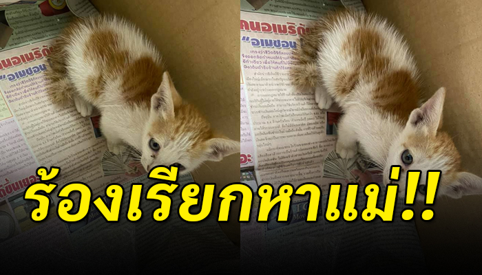ตกจากหลังคายืนตัวสั่นขนฟูด้วยความกลัวถูกหมาเดินวนเวียน ได้แต่หันไปมาเรียกหาแม่