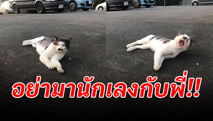 แมวจรนิสัยไม่ดี ถูกคนให้ข้าวขู่กลับถ้ายังไม่เลิกนิสัยนี้ระวังไข่หายไม่รู้ตัว