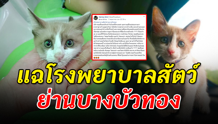 สาวพาแมวไปหาหมอทั้งจิกทั้งกดหัว พนักงานพูดจาไม่รู้เรื่องแถมทำท่าทาน่ารังเกียจ
