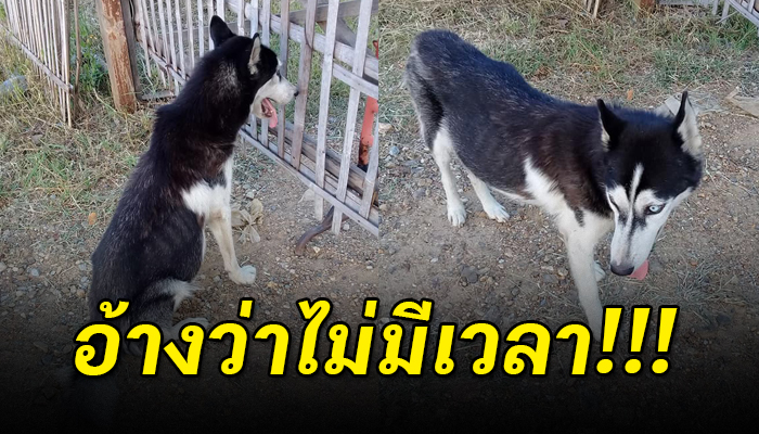 ไซป่วยจนท้องโตแต่เจ้าของกลับบอกไม่มีเวลาพาไปหาหมอ