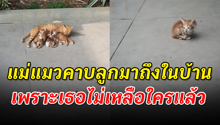 แม่แมวคาบลูกเอามาวางไว้ที่หน้าบ้าน เหมือนอยากจะฝากชีวิตตัวน้อยๆให้มนุษย์ช่วยดูแล