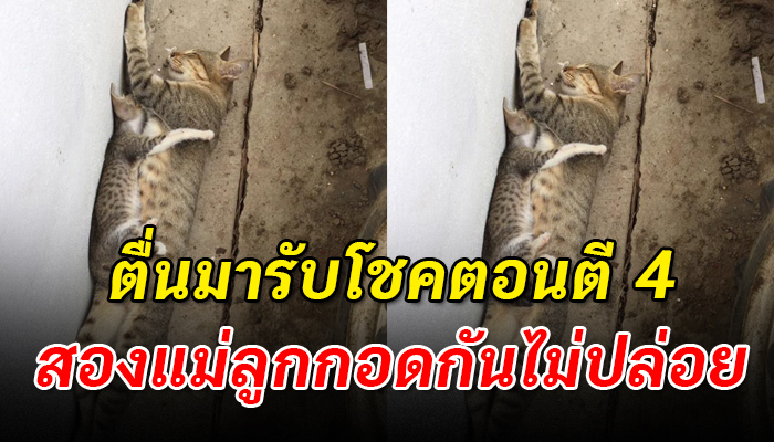 ความอ้างว้างความโดดเดี่ยว หลังถูกมนุษย์นำมาปล่อยไว้เพราะพวกเขาไม่ต้องการอีกแล้ว