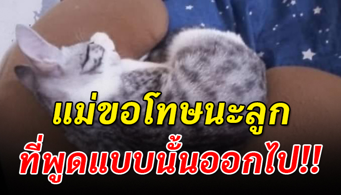 สาวรู้สึกผิดขอโทษลูกจนน้ำตานอง หลังเอ่ยปากพูดออกมาแล้วแมวได้ยินจนทำให้ตรอมใจ