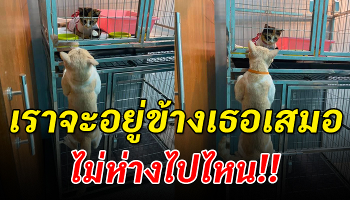 แมวคลีนิคคอยเฝ้ามองดูลูกค้าไม่ห่างด้วยความเป็นห่วง