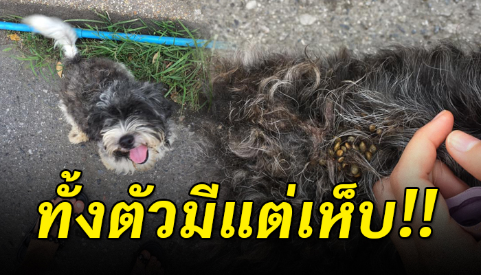 เจ้าตูบนั่งหน้าหงอยอยู่ริมถนน ไร้เจ้าของ ทั้งตัวมีแต่เห็บ น่าสงสารมาก