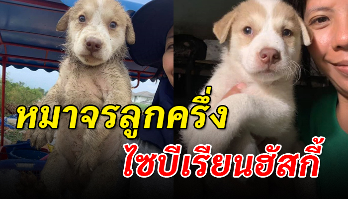 สาวตระเวนให้ข้าวหมาจร แต่ดันไปสะดุดตากับหมาลูกครึ่งเกิดหลงรักพากลับบ้านด้วย