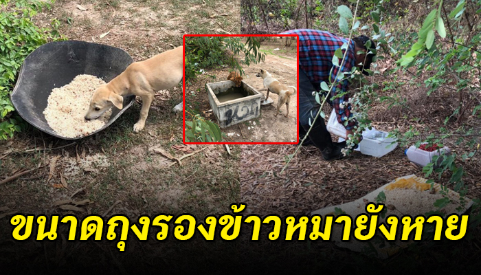โจรสมัยนี้ถึงขั้นแย่งที่ใส่น้ำหมา ขนาดถุงรองข้าวหมายังหาย