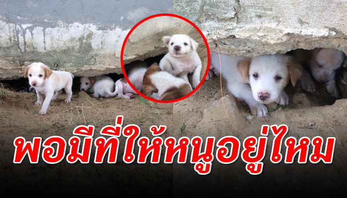 ลูกหมาแอบในรูซอก กำแพงบ้านคนอื่น ใช้ชีวิตเร่รอนไปวันๆ