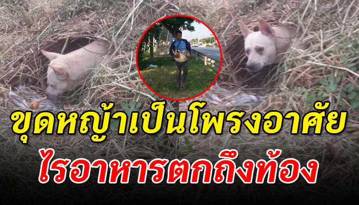 ขุดหญ้าเป็นโพรงอาศัย ไร้อาหารตกถึงท้อง