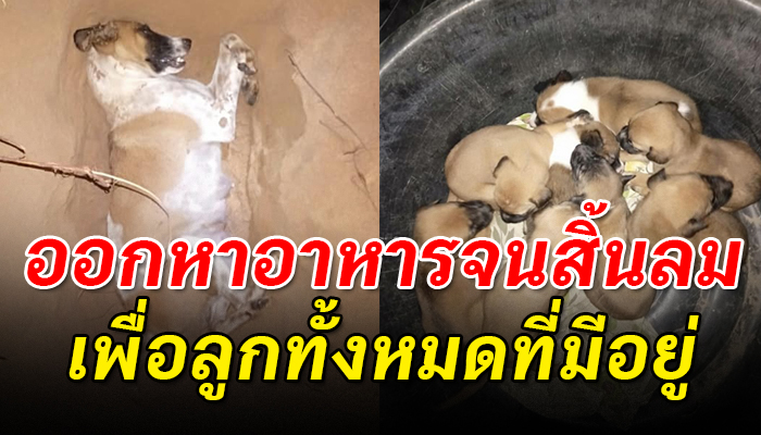 แม่หมา คลอดลูกเอาไว้หลังบ้านลูกก็ยังไม่ทันหย่านม ถูกรถชนจนสิ้นใจ