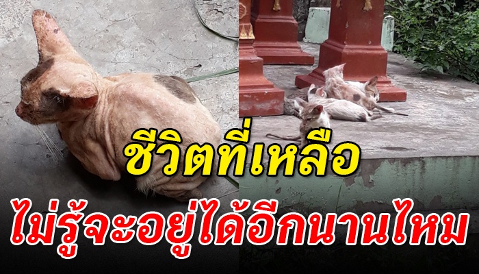 ชีวิตที่เกิดมาไม่เคยมีความสุข แม่แมวกับลูกๆต้องอยู่แบบตามยถากรรม