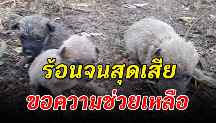 ถูกเอามาปล่อยทิ้งไว้ ร้องสุดเสียงให้ช่วย ข้าวไม่ได้กิน