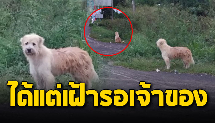 เจ้าตูบนั่งรอ หลังถูกทิ้งเอาไว้กว่า2ปีถูกรับเลี้ยงแต่ก็หนีออกมานั่งรออยู่ที่เดิม