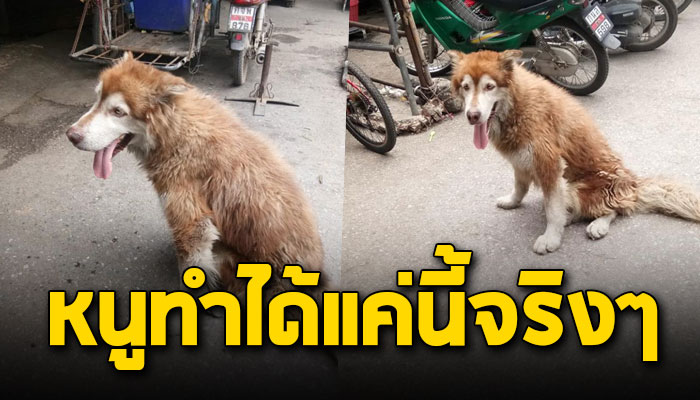 อลาสกันหมาตลาดขาหลังพิการ เจ้าของเลี้ยงแบบปล่อย ชอบเดินตามขอข้าวขอขนมกิน