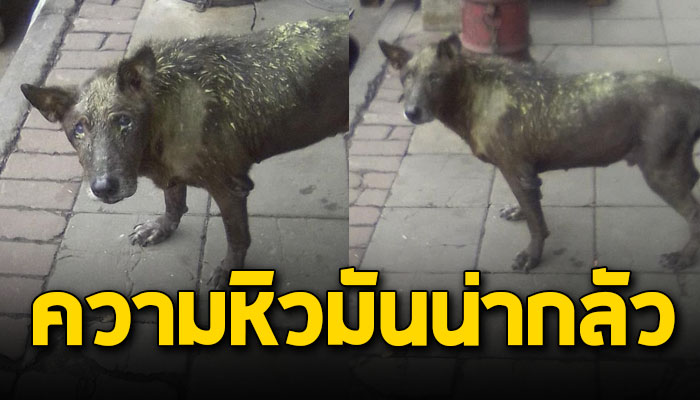 หิวข้าวจนทนไม่ไหวจึงเดินเข้าไปขอของกิน แต่กลับถูกแม่ค้าเอาน้ำมันไก่ทอดราด