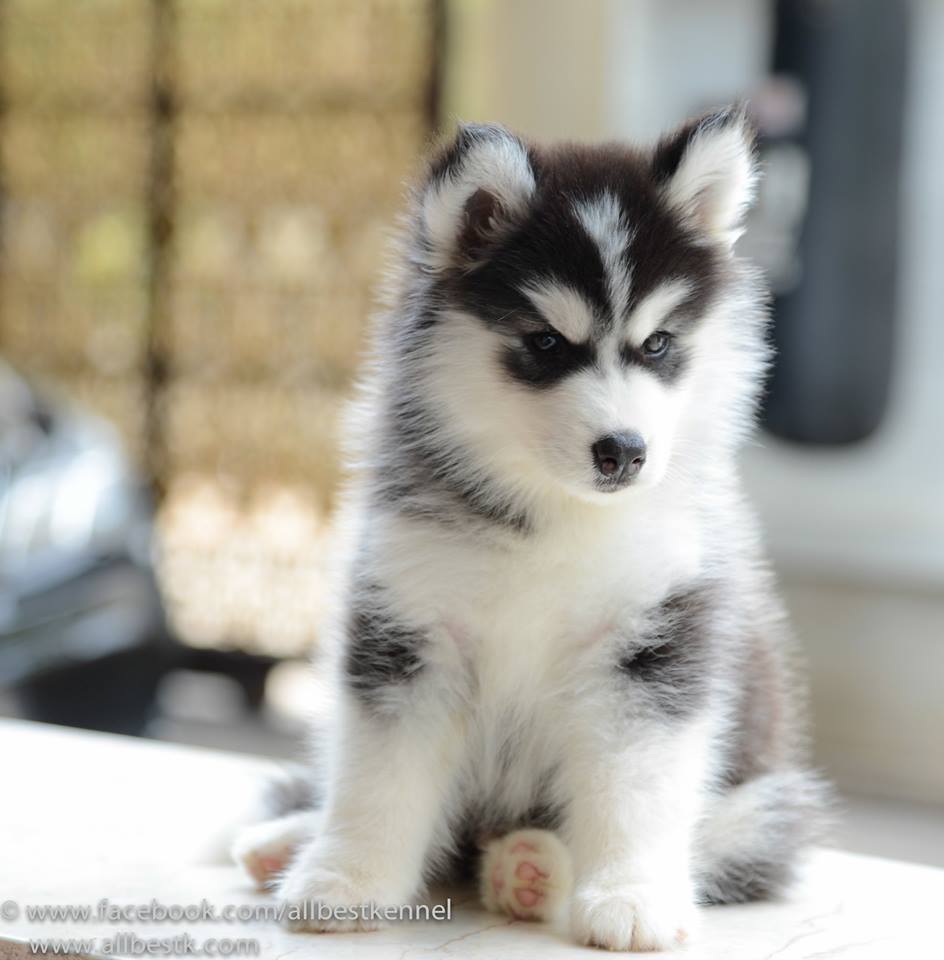 -Allbest kennel ไซบีเรียนฮัสกี้ เกรดพรีเมี่ยม ฟาร์มมาตรฐานและใหญ่สุดในประเทศไทย