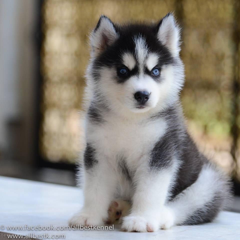 -Allbest kennel ไซบีเรียนฮัสกี้ เกรดพรีเมี่ยม ฟาร์มมาตรฐานและใหญ่สุดในประเทศไทย