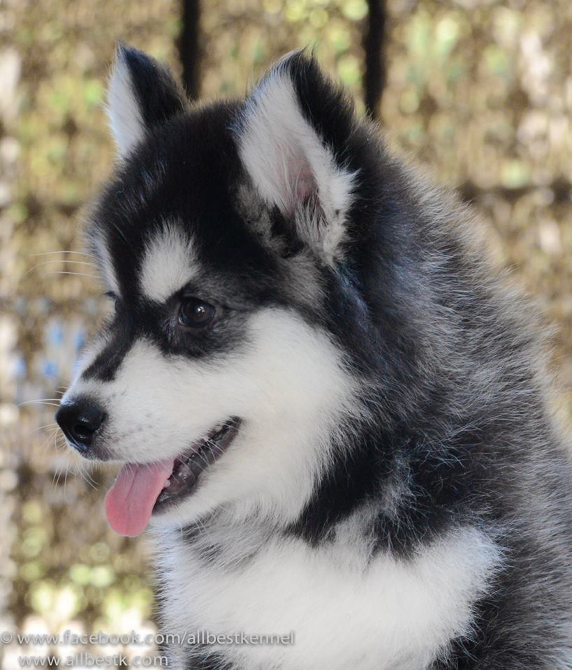 -Allbest kennel ไซบีเรียนฮัสกี้ เกรดพรีเมี่ยม ฟาร์มมาตรฐานและใหญ่สุดในประเทศไทย