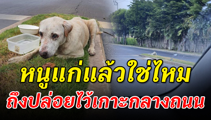 ถูกนำมาปล่อยเอาไว้ที่เกาะกลางถนนเพราะแก่ชรา หวังว่าผู้เป็นเจ้าของจะกลับมารับ