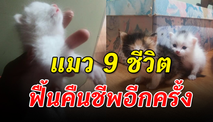 เหมียวน้อย นอนตัวแข็งทื่อดูคิดว่าสิ้นใจจนเตรียมฝัง เอามือลูบดูกลับฟื้นคืนชีพ