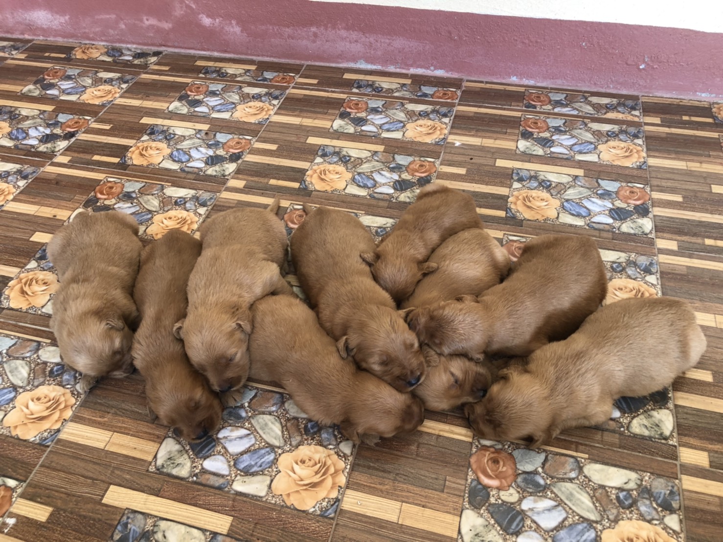 ขายลูกโกลเด้นพันธุ์ชาย4หญิง5 ราคาตั้งแต่6500ขึ้นไป