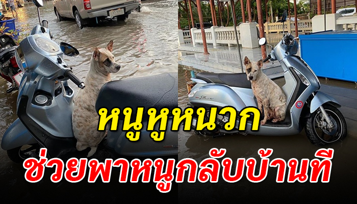 เจ้าบุญรอด สุนัขหูหนวกนั่งรอคอยอยู่ที่รถติดน้ำท่วมหวังลึกๆว่าจะมีคนไปส่งที่บ้าน
