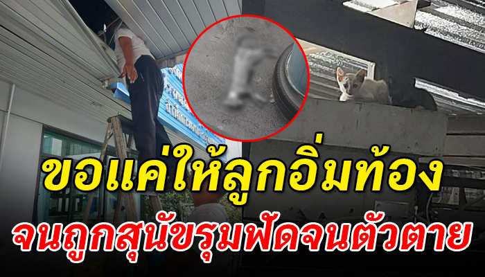 แอบอาศัยอยู่ใต้หลังคาลงมาหาอาหารให้ลูกน้อย สุดท้ายโดนสุนัขฟัดจนสิ้นลม