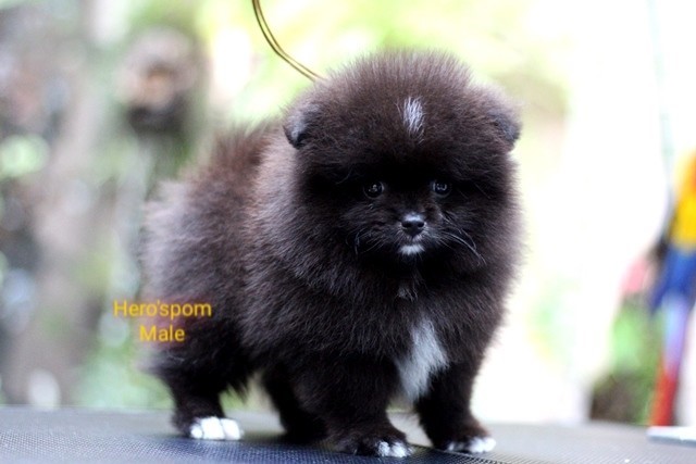 Hero'pom จำหน่ายปอมหน้าหมี สายเลือดดี รับประกันสุขภาพนาน 30 วัน Line : @heropom