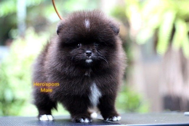 Hero'pom จำหน่ายปอมหน้าหมี สายเลือดดี รับประกันสุขภาพนาน 30 วัน Line : @heropom