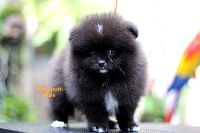 Hero'pom จำหน่ายปอมหน้าหมี สายเลือดดี รับประกันสุขภาพนาน 30 วัน Line : @heropom