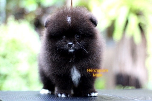 Hero'pom จำหน่ายปอมหน้าหมี สายเลือดดี รับประกันสุขภาพนาน 30 วัน Line : @heropom